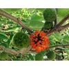 Kép 1/4 - Broussonetia papyrifera