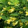 Kép 2/3 - Borsófa csüngő - Caragana arborescens 'Pendula' 100/125cm T100cm K10l