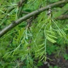 Kép 3/3 - Borsófa csüngő - Caragana arborescens 'Walker' 125/150cm T125cm K10l