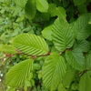 Kép 2/5 - Gyertyán oszlopos - Carpinus betulus 'Fastigiata' 150/175cm K10l
