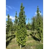 Kép 1/3 - Carpinus betulus 'Lucas'