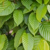 Kép 2/3 - Gyertyán oszlopos - Carpinus betulus 'Lucas' 175/200cm K5l