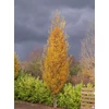 Kép 3/3 - Gyertyán oszlopos - Carpinus betulus 'Lucas' 175/200cm K5l