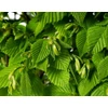Kép 2/3 - Gyertyán törpe oszlopos - Carpinus betulus 'Monumentalis' 125/150cm K60l