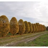Kép 3/3 - Gyertyán törpe oszlopos - Carpinus betulus 'Monumentalis' 125/150cm K60l