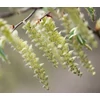 Kép 3/3 - Gyertyán japán - Carpinus japonica 175/200cm DL 3xi