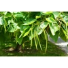 Kép 2/4 - Szivarfa - Catalpa bignonioides 175/200cm TK4/6 K15l