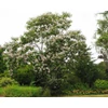 Kép 3/4 - Szivarfa lilásbordó levelű - Catalpa erubescens 'Purpurea' 150/175cm K6l