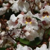 Kép 4/4 - Szivarfa lilásbordó levelű - Catalpa erubescens 'Purpurea' 150/175cm K6l
