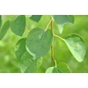 Kép 3/6 - Kacsurafa kislevelű - Cercidiphyllum japonicum 40/60cm K2l