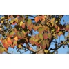 Kép 5/6 - Kacsurafa kislevelű - Cercidiphyllum japonicum 40/60cm K2l