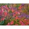 Kép 6/6 - Kacsurafa kislevelű - Cercidiphyllum japonicum 40/60cm K2l