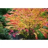 Kép 1/6 - Cercidiphyllum japonicum