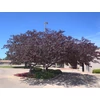 Kép 1/3 - Cercis canadensis 'Forest Pansy'