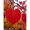 Kép 2/3 - Júdásfa kanadai - Cercis canadensis 'Forest Pansy' 60/80cm K4l