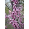Kép 3/3 - Júdásfa kanadai - Cercis canadensis 'Forest Pansy' 60/80cm K4l