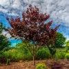 Kép 1/3 - Cercis canadensis 'Merlot'