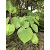 Kép 3/3 - Júdásfa kanadai - Cercis canadensis 250/300cm K13l