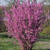 Kép 1/3 - Cercis chinensis 'Avondale'