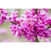 Kép 3/3 - Júdásfa - Cercis chinensis 'Avondale' 100/125cm K7,5l