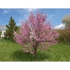 Kép 1/4 - Cercis siliquastrum