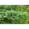 Kép 3/4 - Júdásfa - Cercis siliquastrum 30/40cm K3l