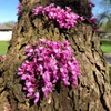 Kép 4/4 - Júdásfa - Cercis siliquastrum 30/40cm K3l
