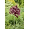 Kép 1/3 - Corylus avellana 'Purple Umbrella'