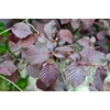 Kép 2/3 - Mogyoró csüngő vörös levelű - Corylus avellana 'Purple Umbrella' 175/200cm TK8/10 T160cm K25l