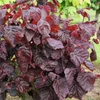 Kép 2/3 - Mogyoró bordó levelű csavart színes tarka lombú - Corylus avellana 'Red Majestic' 80/100cm K7,5l
