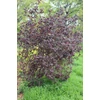 Kép 3/3 - Mogyoró bordó levelű csavart színes tarka lombú - Corylus avellana 'Red Majestic' 80/100cm K7,5l