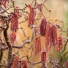 Kép 1/3 - Corylus avellana 'Red Majestic'
