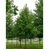 Kép 2/5 - Törökmogyoró - Corylus colurna 175/200cm FL