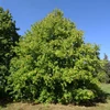 Kép 3/5 - Törökmogyoró - Corylus colurna 175/200cm FL
