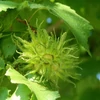 Kép 4/5 - Törökmogyoró - Corylus colurna 175/200cm FL