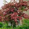Kép 2/4 - Galagonya pirosas rózsaszín virágú - Crataegus laevigata 'Paul's Scarlet' 200/225cm K10l