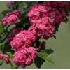 Kép 1/4 - Crataegus laevigata 'Paul's Scarlet'