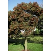 Kép 2/5 - Galagonya fénylő levelű - Crataegus lavallei 'Carrierei' 100/150cm K10l