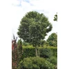 Kép 4/5 - Galagonya fénylő levelű - Crataegus lavallei 'Carrierei' 100/150cm K10l