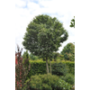 Kép 4/5 - Galagonya fénylő levelű - Crataegus lavallei 'Carrierei' 100/150cm K10l