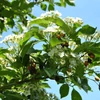 Kép 3/5 - Galagonya fénylő levelű - Crataegus lavallei 'Carrierei' 100/150cm K10l