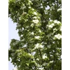 Kép 3/3 - Galagonya oszlopos - Crataegus monogyna 'Stricta' 200/250cm TK8/10 K18l