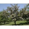 Kép 2/4 - Galagonya rózsaszín telt - Crataegus mordenensis 'Toba' 200/250cm TK6/8 K15l