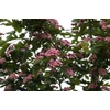Kép 3/4 - Galagonya rózsaszín telt - Crataegus mordenensis 'Toba' 200/250cm TK6/8 K15l