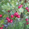 Kép 4/4 - Galagonya rózsaszín telt - Crataegus mordenensis 'Toba' 200/250cm TK6/8 K15l