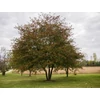 Kép 2/4 - Galagonya ehető - Crataegus pinnatifida 'Kína' 200/225cm TK6/8 K25l