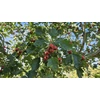 Kép 3/4 - Galagonya ehető - Crataegus pinnatifida 'Kína' 200/225cm TK6/8 K25l