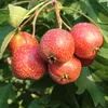 Kép 1/4 - Crataegus pinnatifida 'Kína'