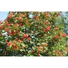 Kép 4/4 - Galagonya ehető - Crataegus pinnatifida 'Kína' 200/225cm TK6/8 K25l
