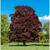 Kép 1/2 - Fagus sylvatica 'Atropurpurea'